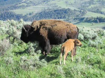 Things to in Cody, Wyoming and Yellowstone Country 1