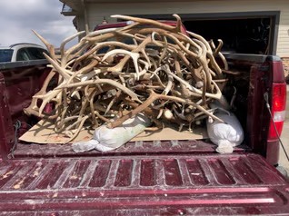 SHED HUNTING