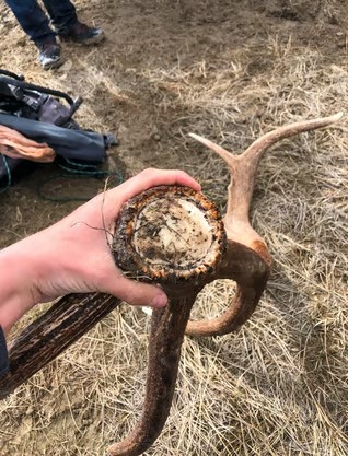 SHED HUNTING