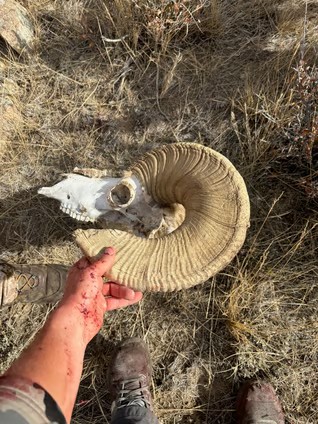 SHED HUNTING