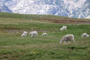 The Beartooth Highway Awakens A Memorial Weekend Journey Above the Clouds 5