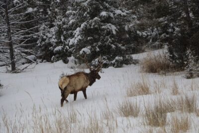 Discover Elk Hunting in Wyoming