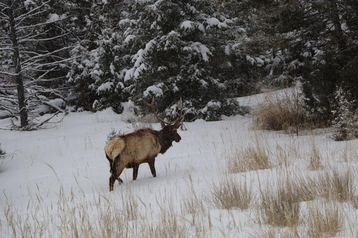 Discover Elk Hunting in Wyoming