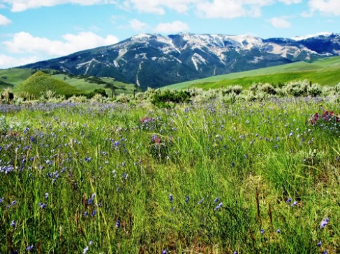 Wyoming Wild Flowers 1