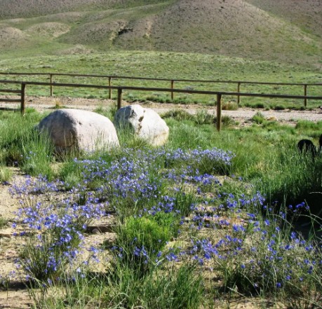 Wyoming Wild Flowers 3