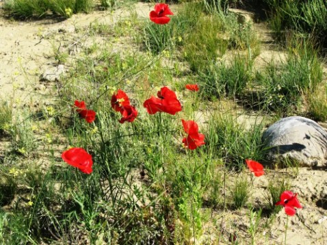 Wyoming Wild Flowers 4