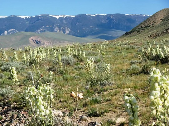 Wyoming Wild Flowers 5