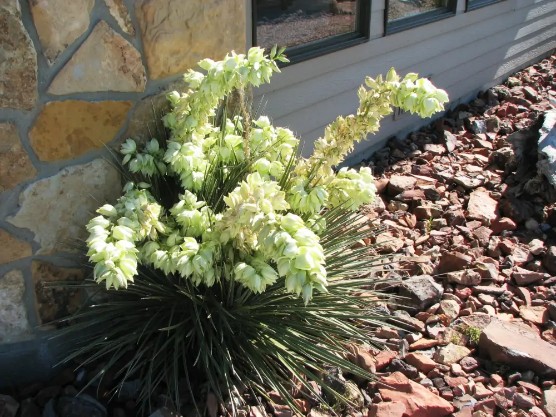 Wyoming Wild Flowers 6