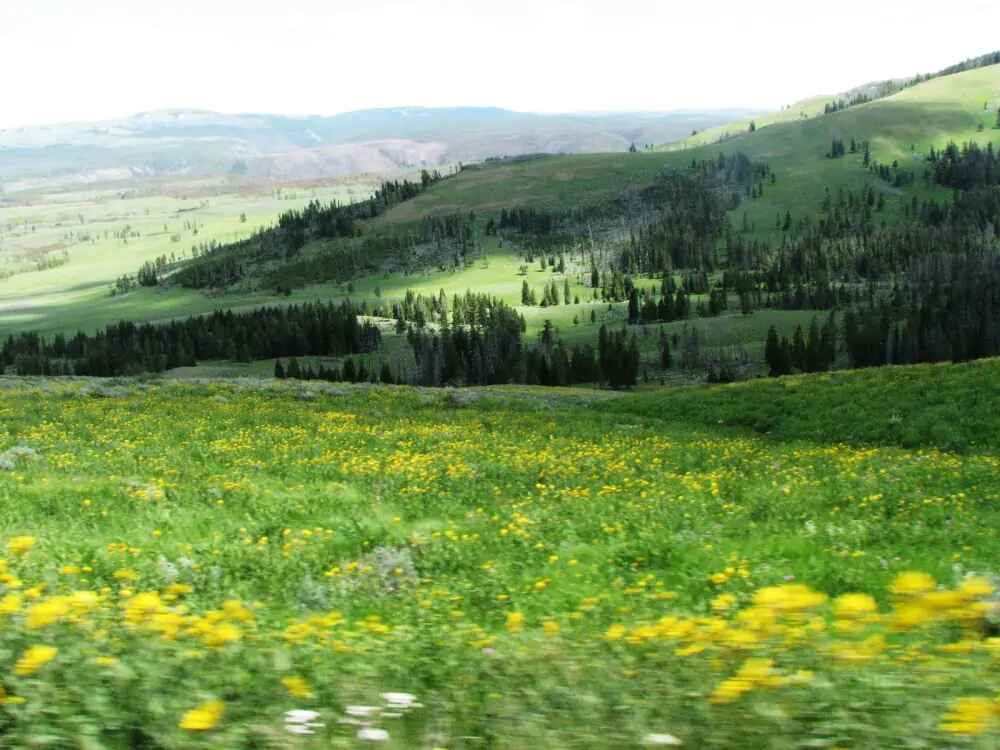 Yellowstone National Park 9