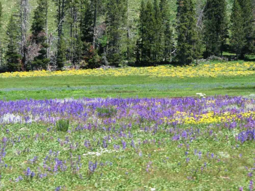 Yellowstone National Park 5