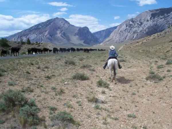 Wyoming Real Estate Market Trends (2020)