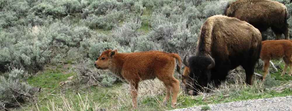 7 Reasons Why You Should Visit Cody Wyoming 2