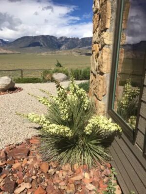 Soapweed Yucca In Wyoming 1