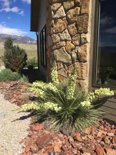 Soapweed Yucca In Wyoming 2