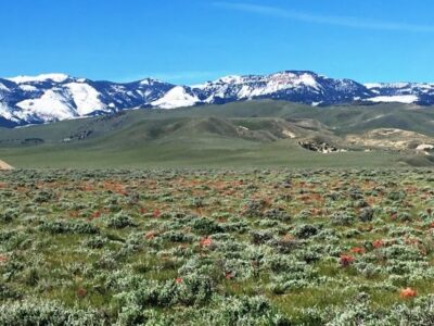 Wyoming State Flower Facts 1