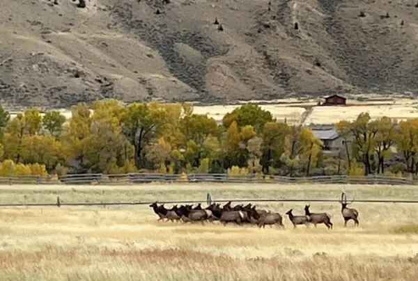 Fall in Yellowstone Country 8