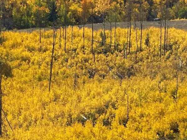 Fall in Yellowstone Country 6