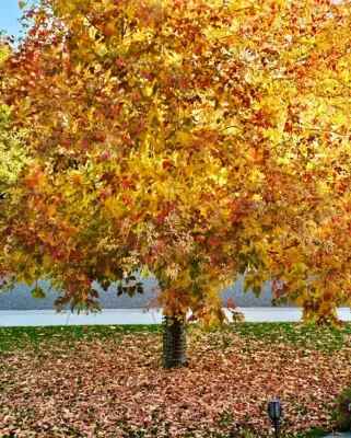 Fall in Yellowstone Country 3