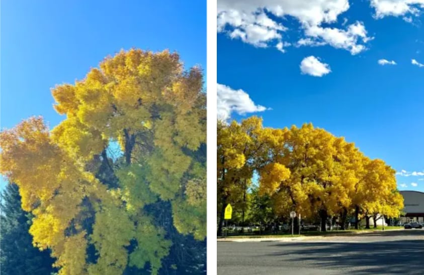 Fall in Yellowstone Country 2