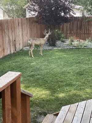 Living in Yellowstone Country 5