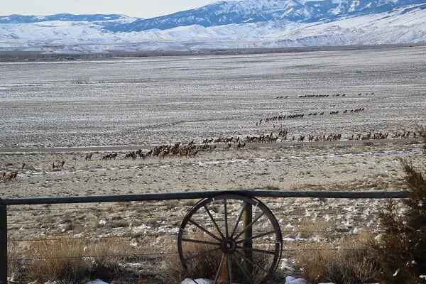 Living in Yellowstone Country 4