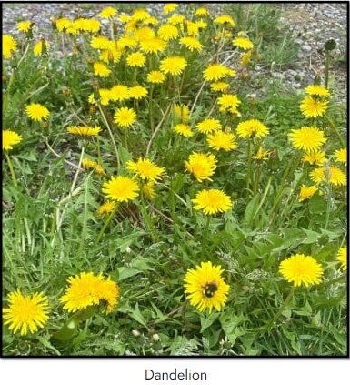 June - Spring in the Mountains