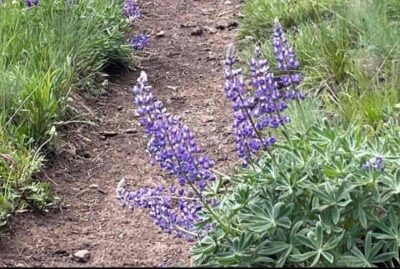 June - Spring in the Mountains