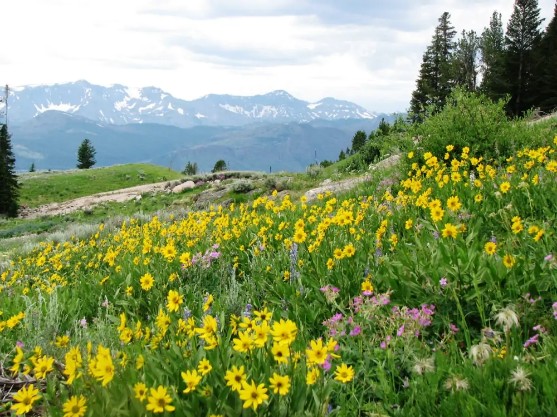 Beartooth Highway 3