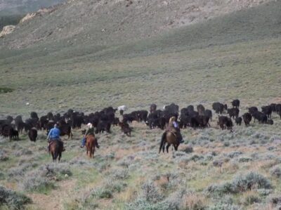 Springtime Cattle Drive in Wyoming 1