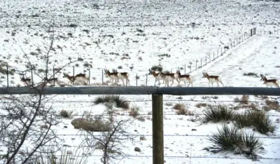 Local Wildlife 1