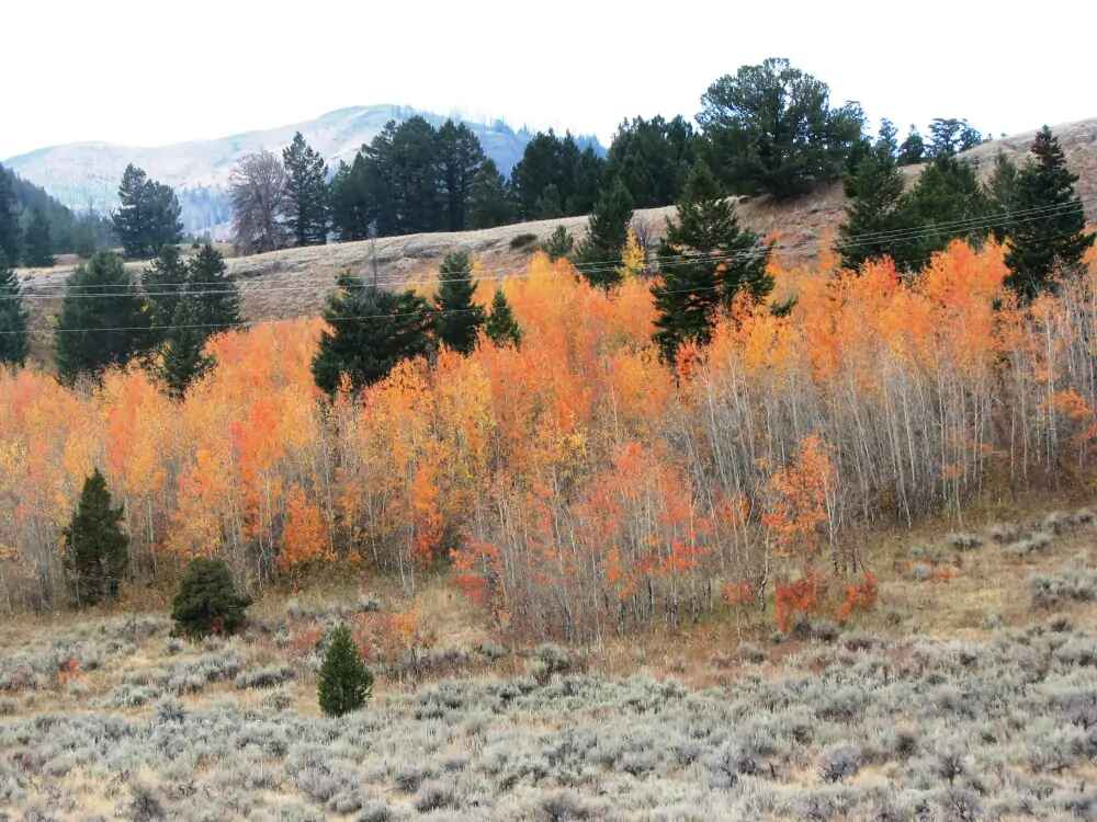 Fall Time in Wyoming 3