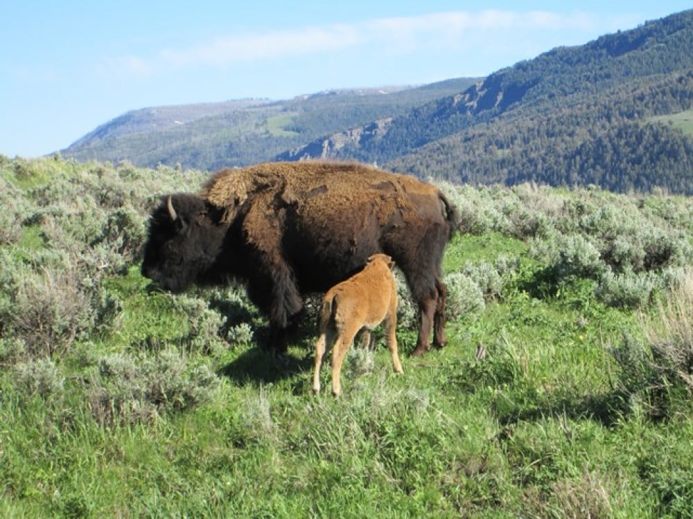 Wyoming Photo Gallery