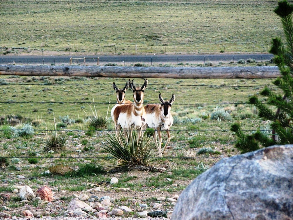 Wyoming Photo Gallery
