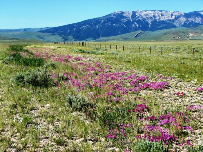 Wyoming Photo Gallery