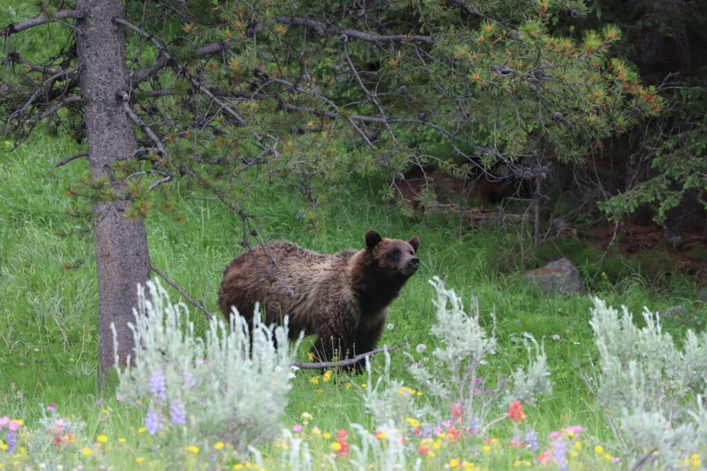 Wyoming Photo Gallery