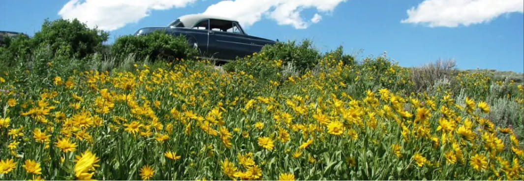 Vintage car among yellow wildflowers
