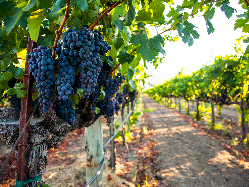 North Napa