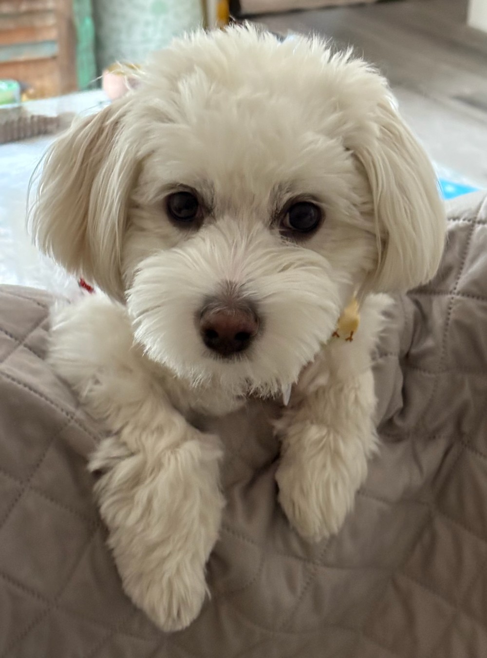 Buddy