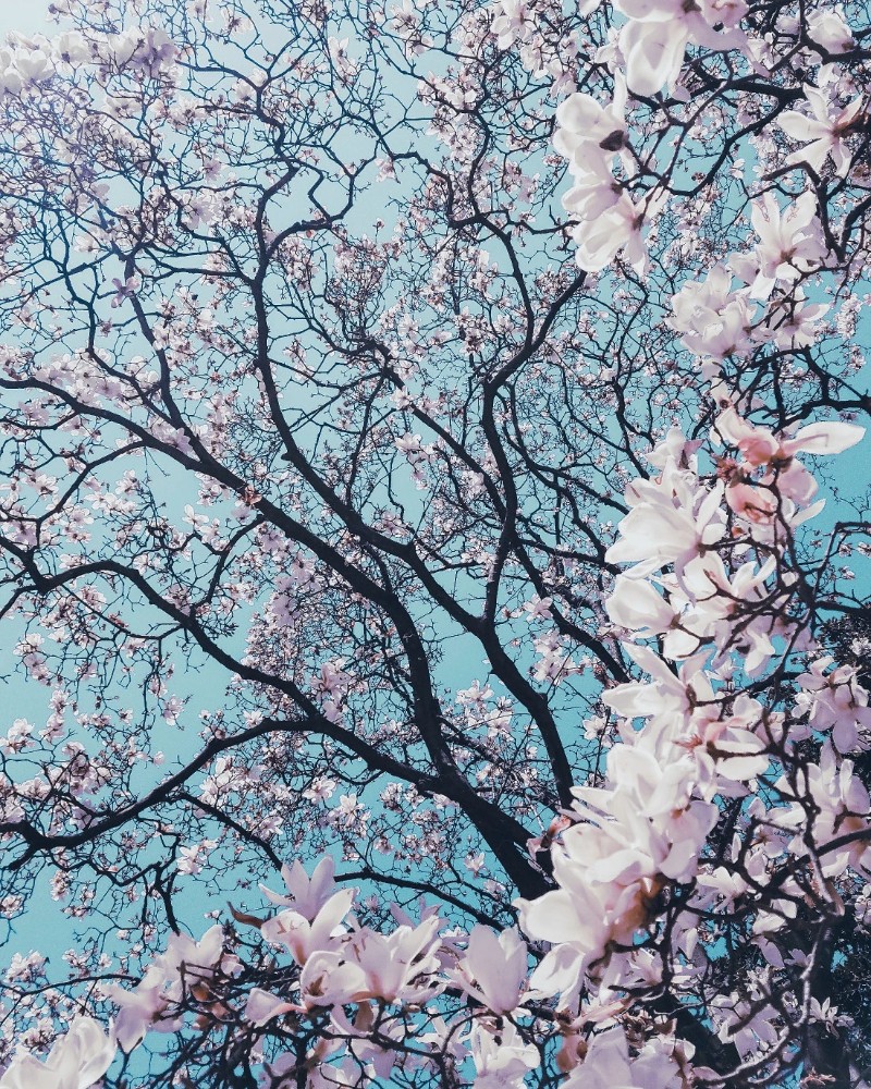 spring