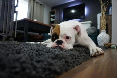 Picture of a dog on a dirty rug.