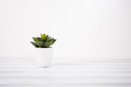 Small artificial indoor plant on a white background