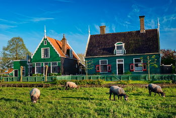 Sheeps grazing near traditional old country farm house in the museum village of Zaanse Schans, Netherlands