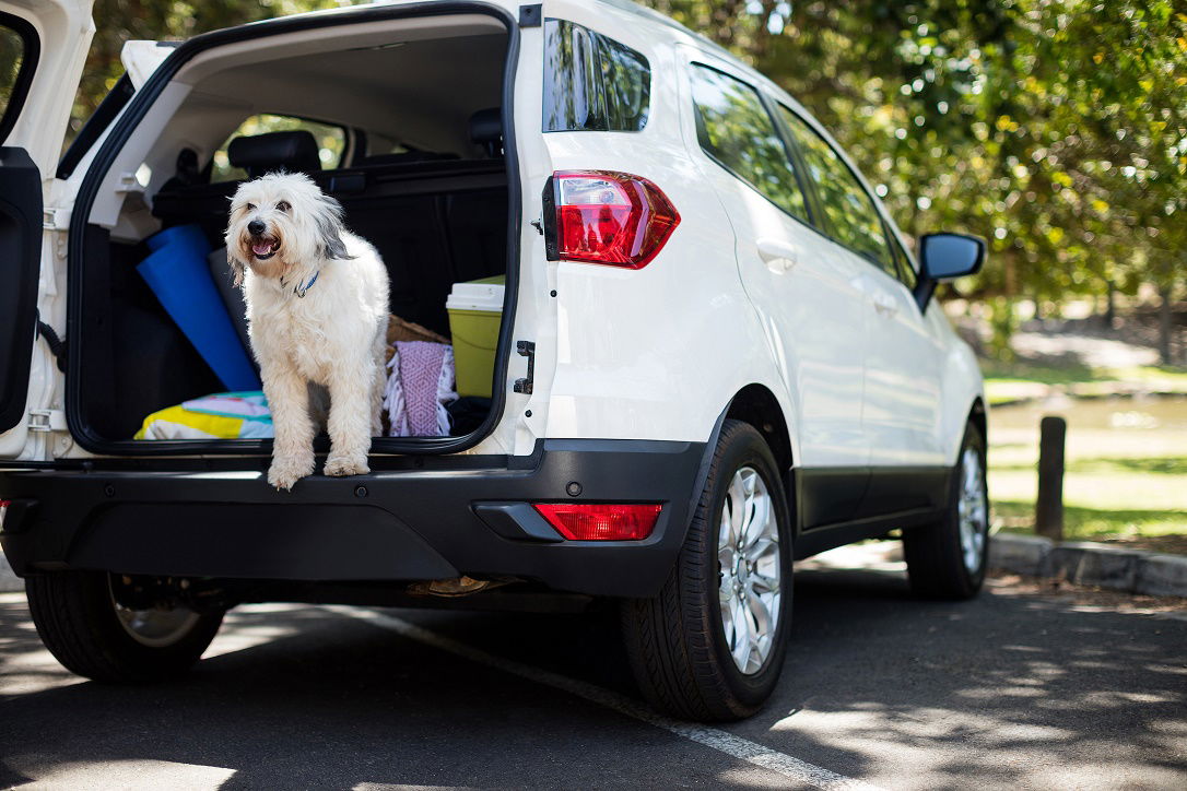 Pet in car trunk at park