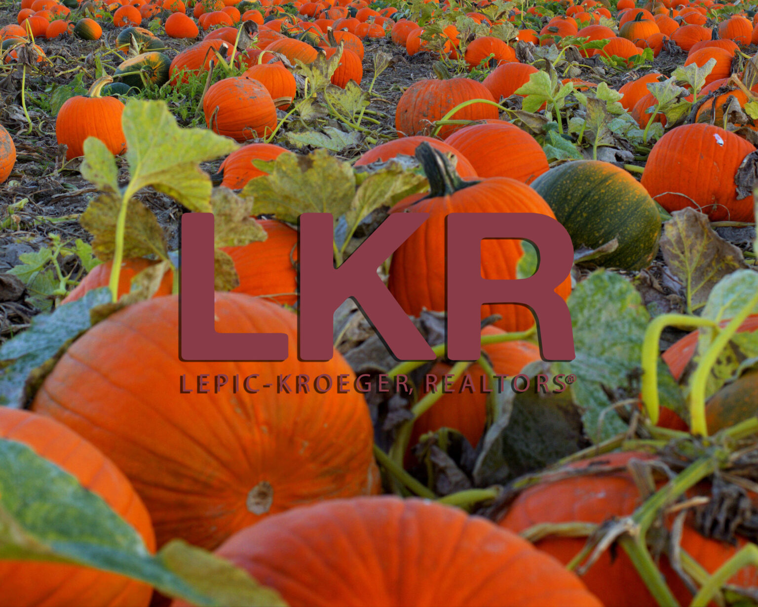 A view of ripe growing pumpkins in field