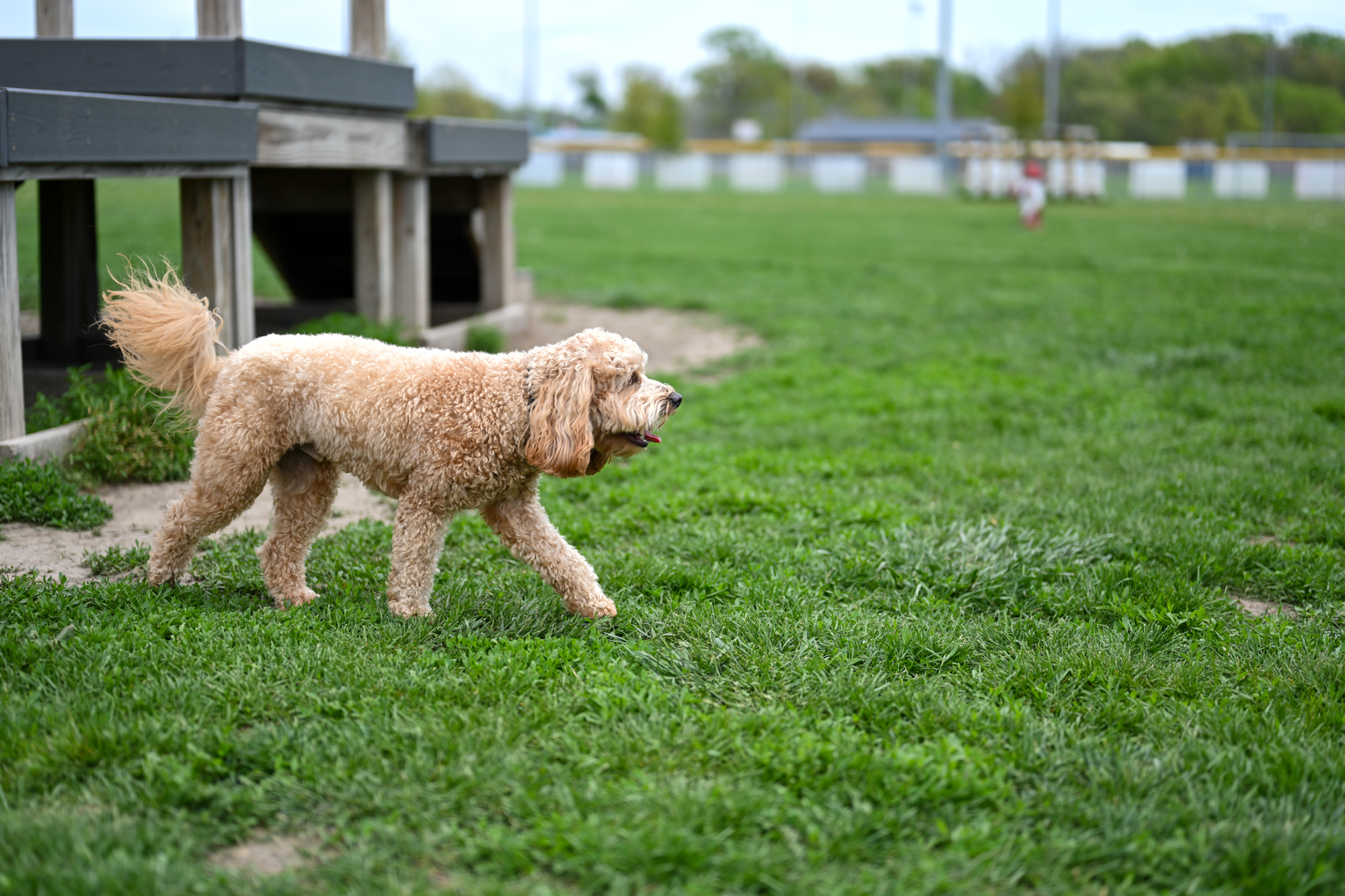 Tiffin Dog Park