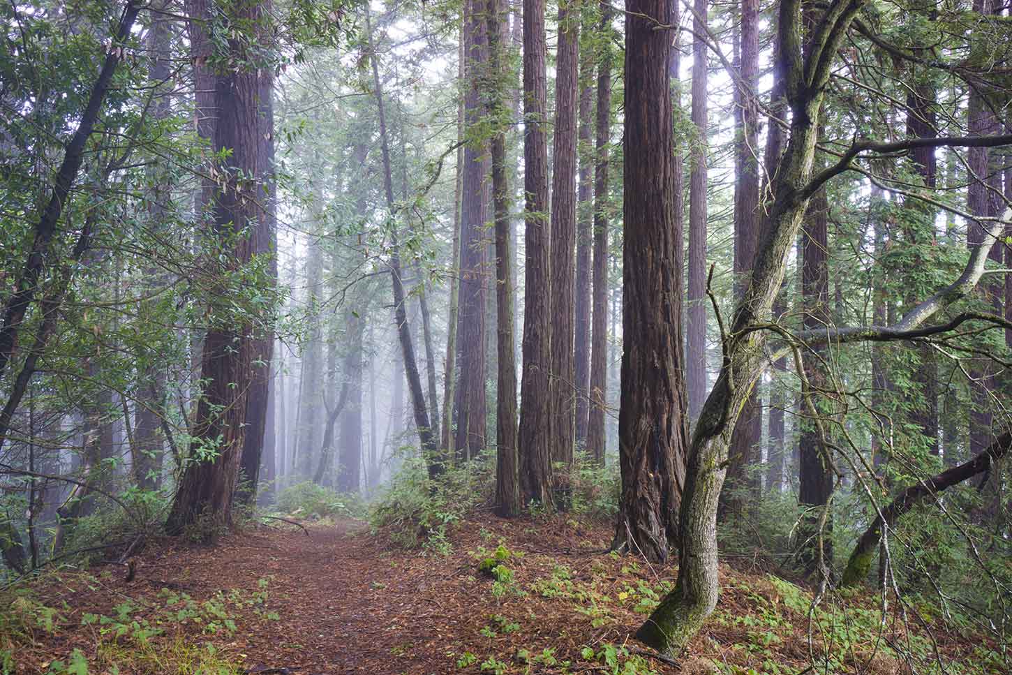 Redwood Regional Park