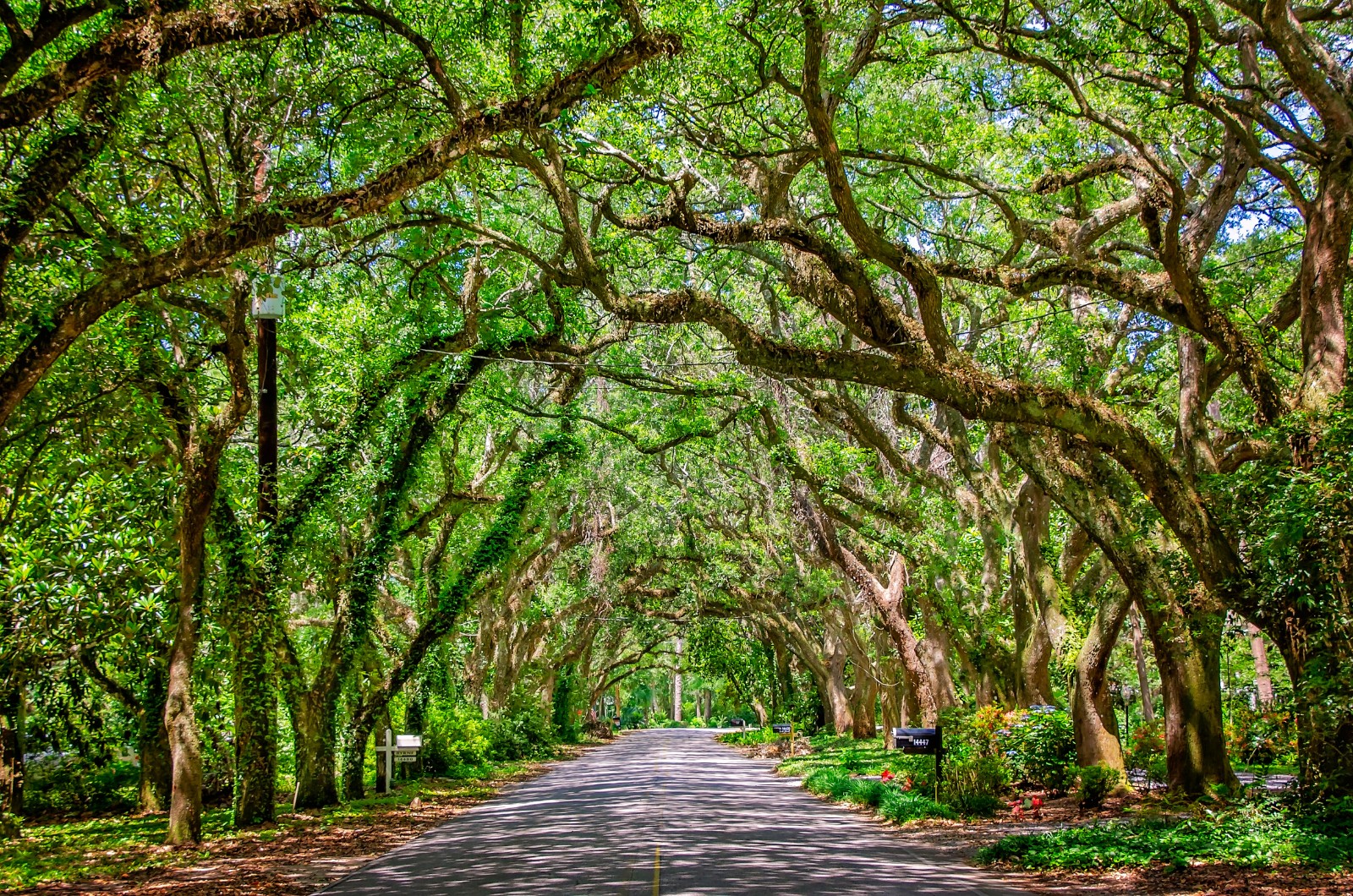 Magnolia Springs