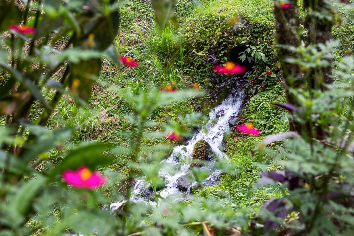 falls and flower