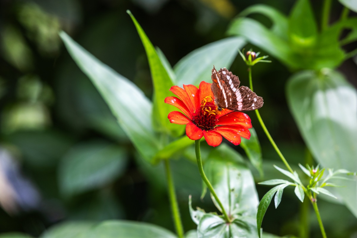 butterfly and flower