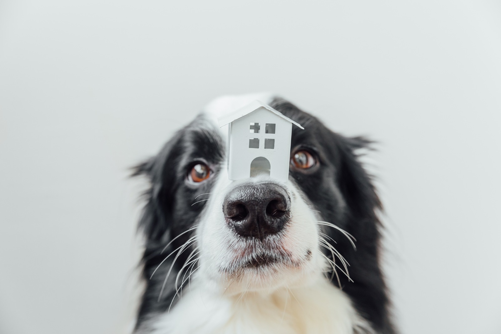 dog with house model